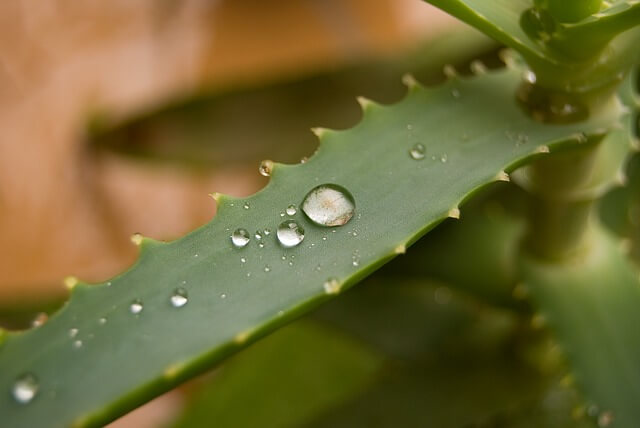 Aloes