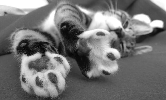 Felinoterapia czyli leczenie z kotem