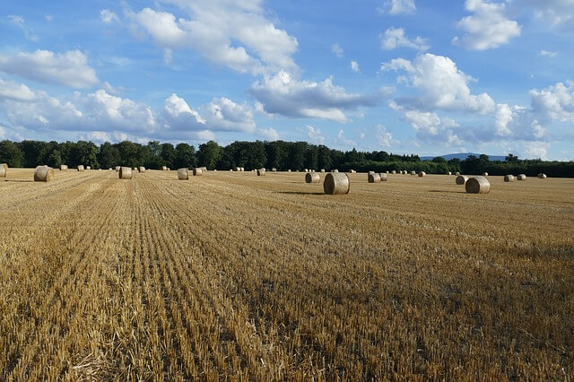 zboże rosnące na polu